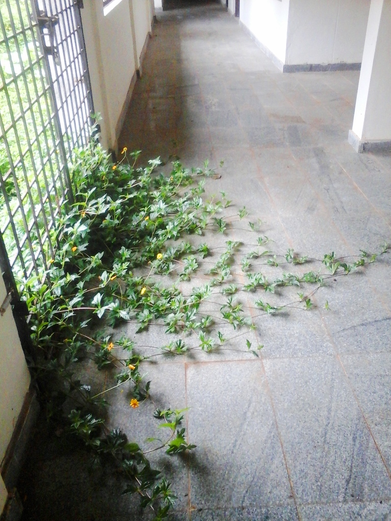 ಉದ್ಘಾಟನೆಗೂ ಮೊದಲೇ ಶಿಥಿಲಗೊಂಡ ಕಾಲೇಜಿನ ನೂತನ ಹೆಚ್ಚುವರಿ ಕಟ್ಟಡ